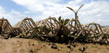 mangrove-wetland-restoration-credit-Deakin-University