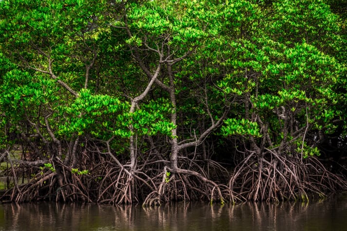 Mangrove forest with visible roots above the water