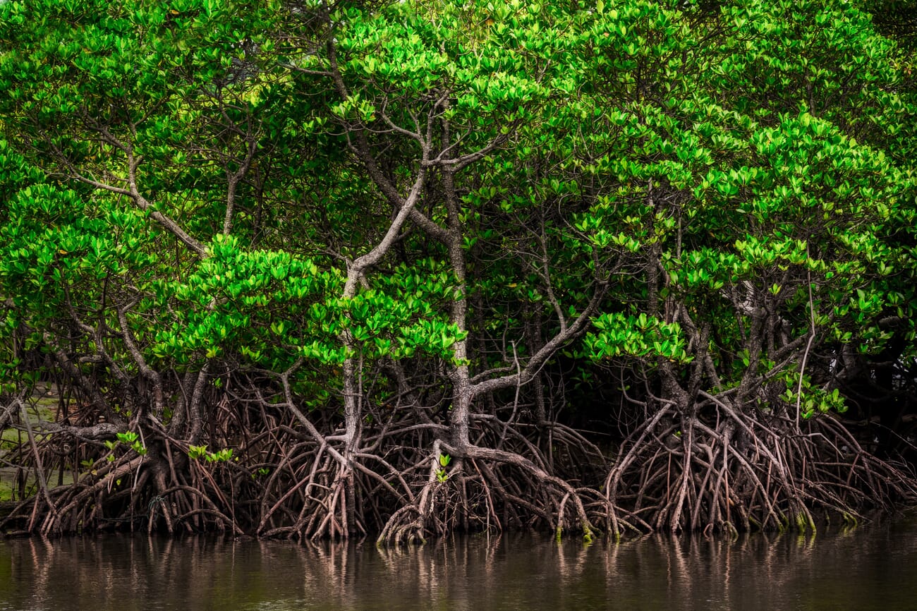 mangroves