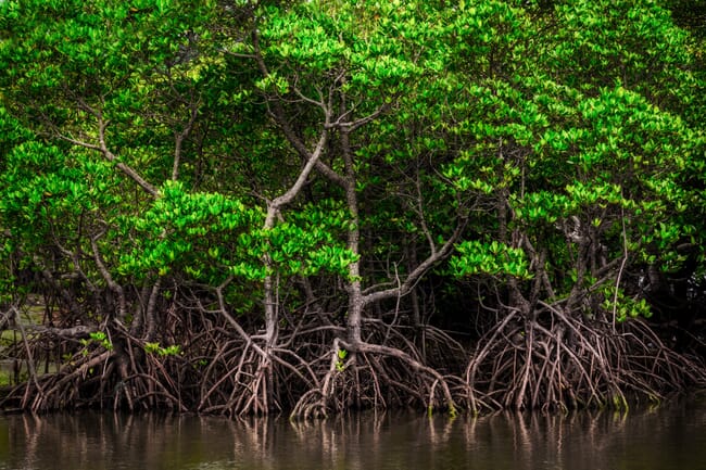 mangrove forest