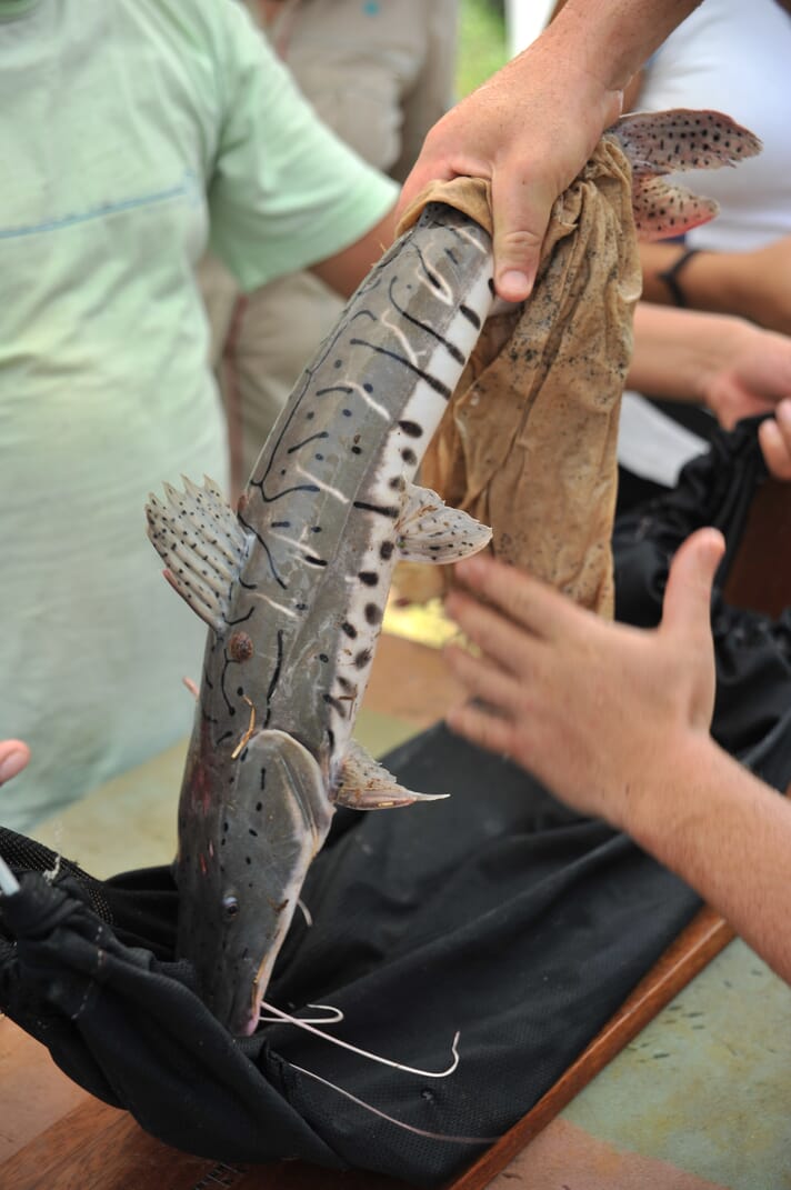 The native Amazonian catfish Pseudoplatystoma punctifer, Iquitos