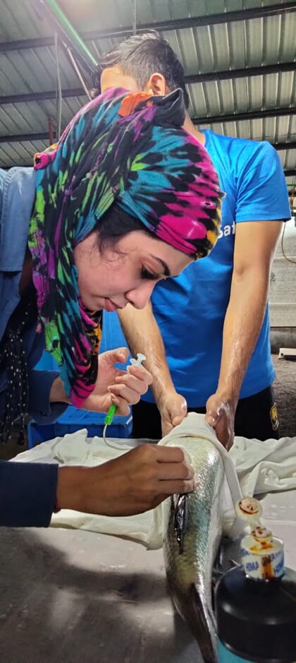 Una mujer inspecciona un pez grande en una granja de interior.