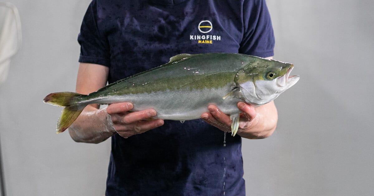 https://images.thefishsite.com/fish/articles/marine-finfish/Kingfish-Maine-first-harvest.jpg?scale.option=fill&scale.width=1200&scale.height=630&crop.width=1200&crop.height=630&crop.y=center&crop.x=center