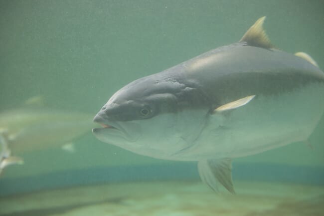 Um peixe debaixo d'água