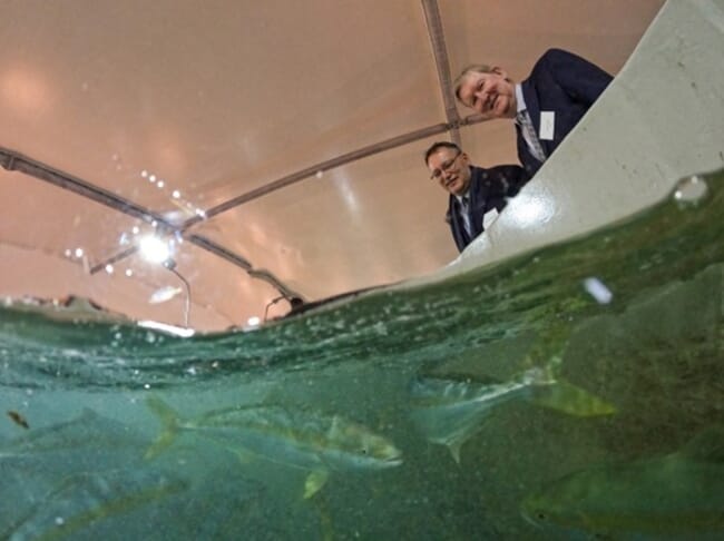 Dois homens de terno olhando para um tanque de peixes.