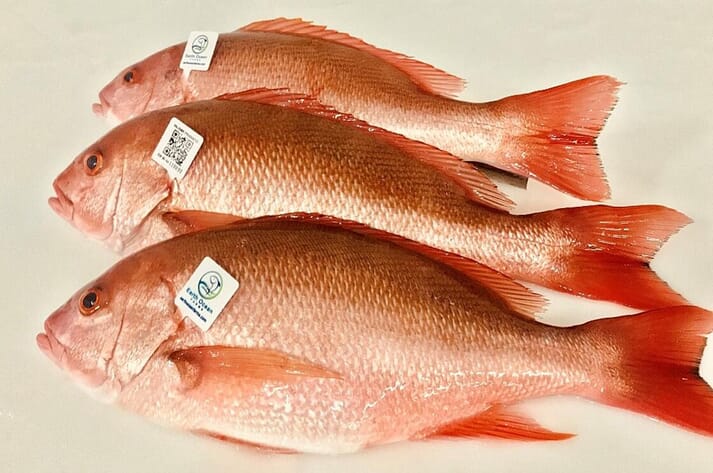 Three red snapper, ready for sale