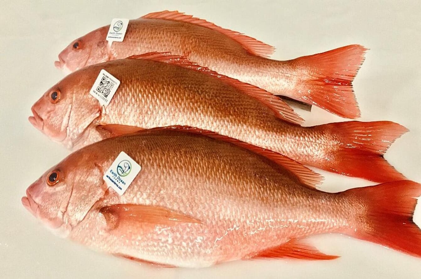 Groundbreaking breeding programme established for Pacific red snapper