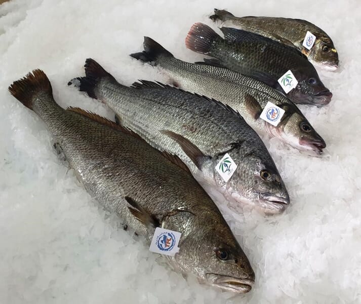 Five of the eight marine finfish species currently produced by Tabuk Fisheries Company