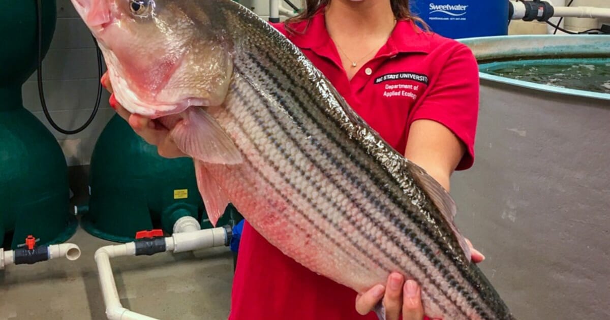 NOAA to fund striped bass farming initiative