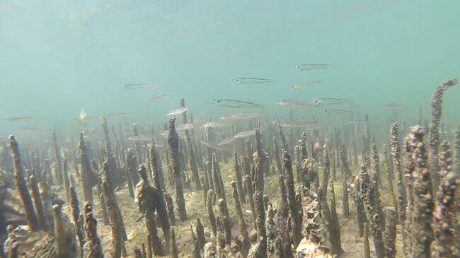 a shoal of fish near the seafloor