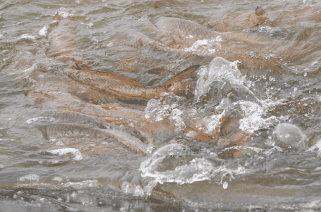 The backs of several fish emerging from the water.