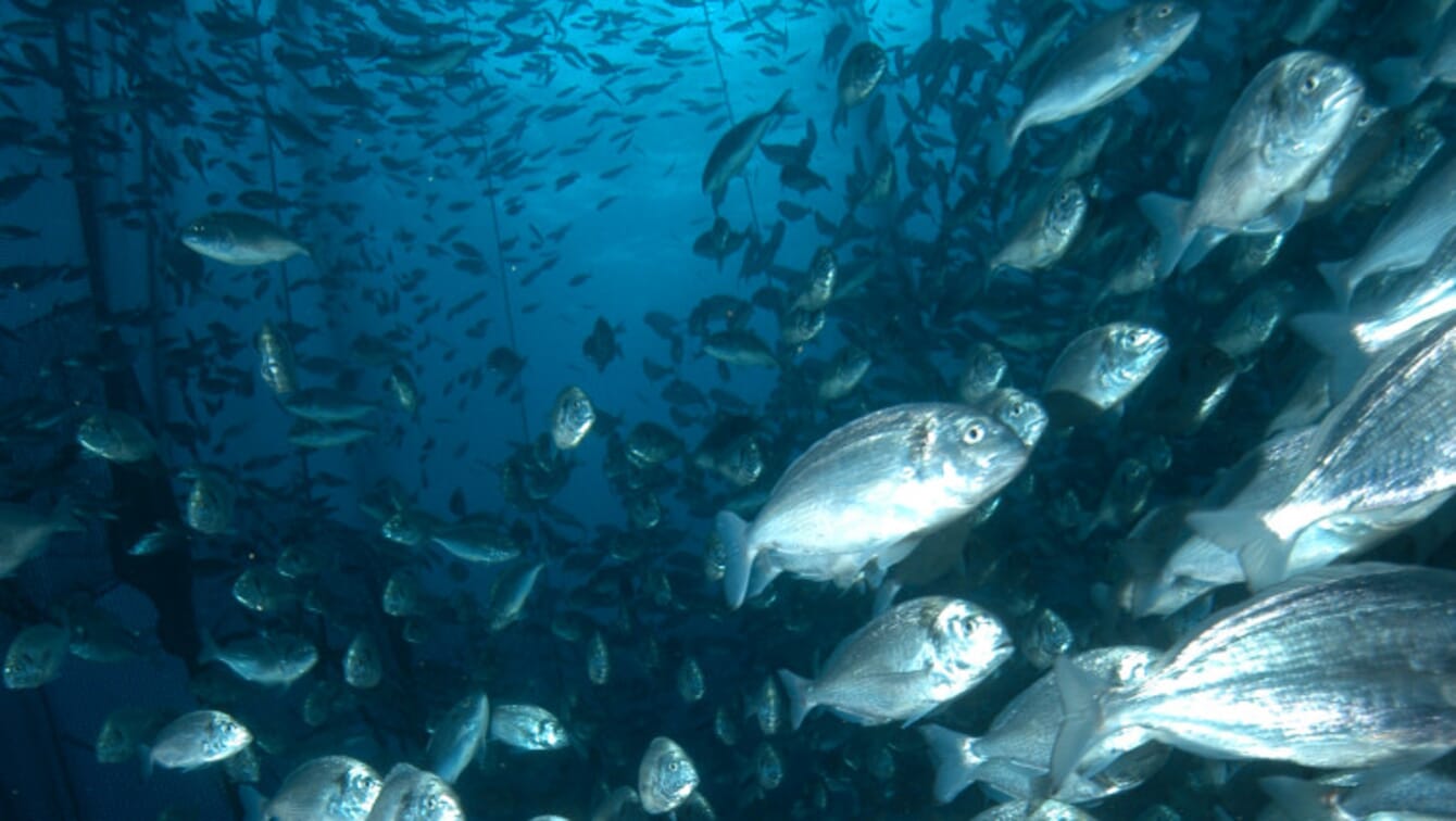 a shoal of fish underwater