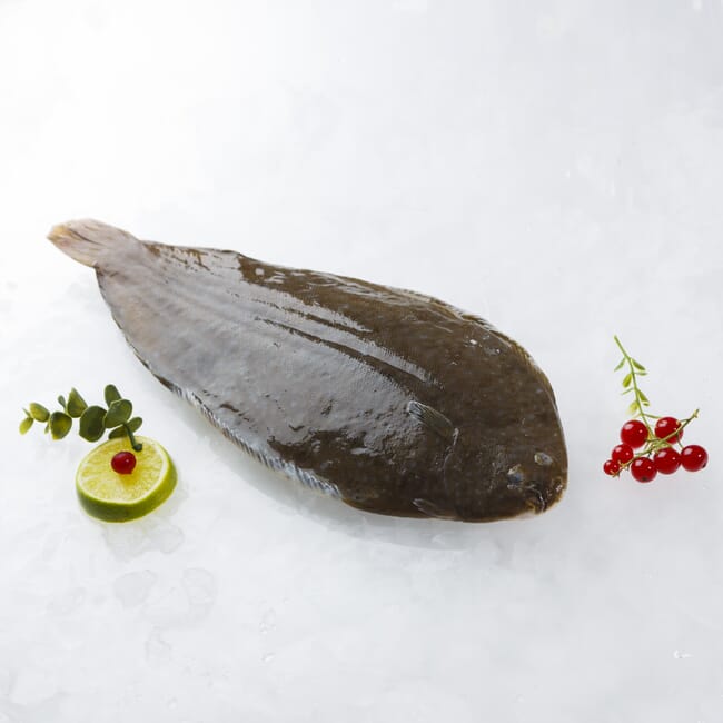 A photo of an aquaculture sole farmed in a Spanish farm.