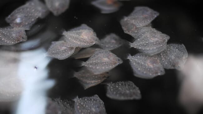 Turbot juveniles