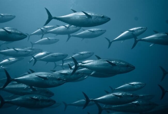 Bluefin tuna swimming in a school