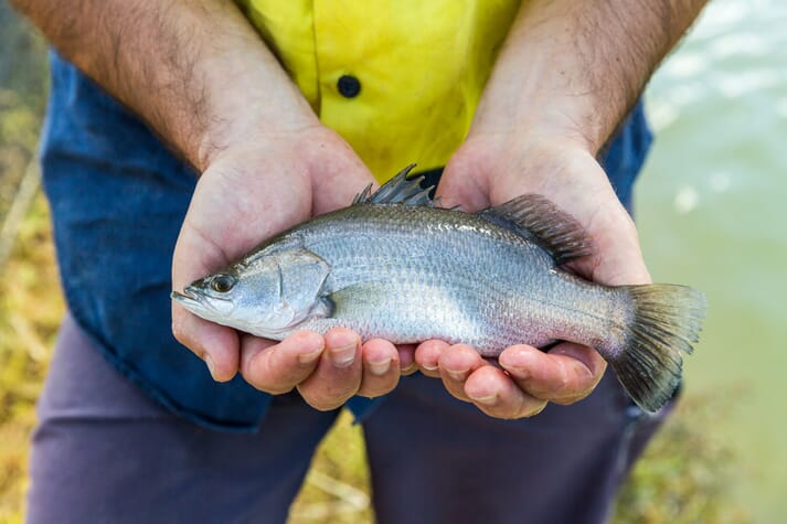 person holding a small barramundi out of the water