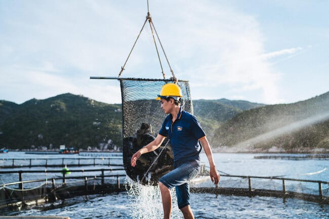 A man walking round a floating fish pen, with a net filled with barramundi being scooped out of the pen behind him