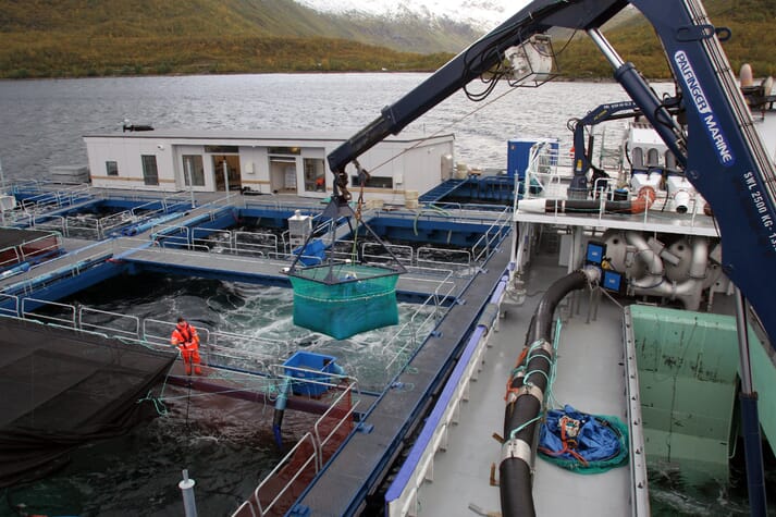 fish being harvested from a marine farm