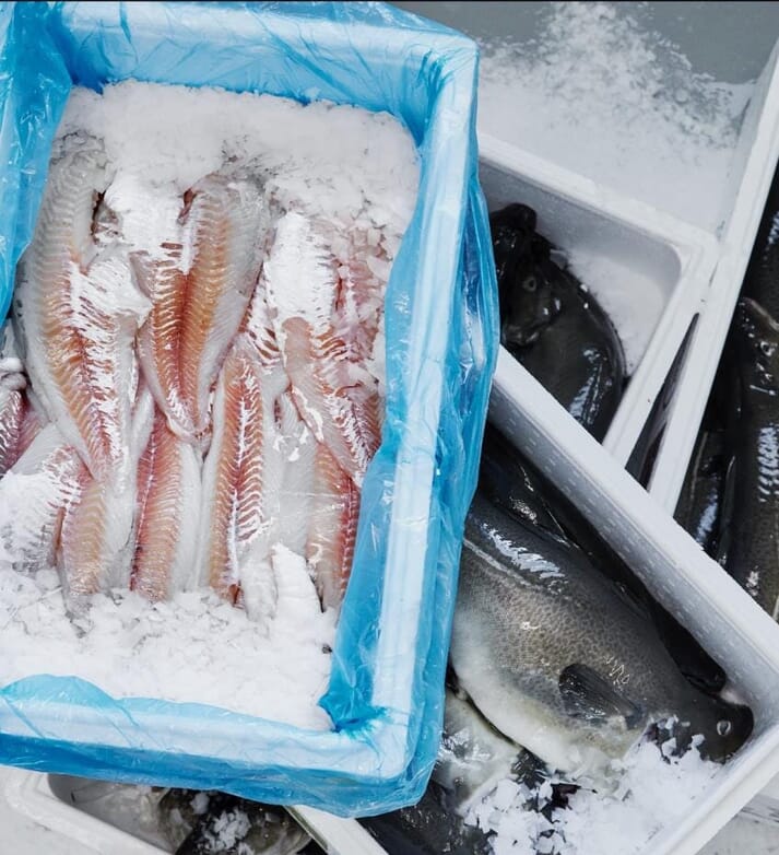 cod fillets on ice