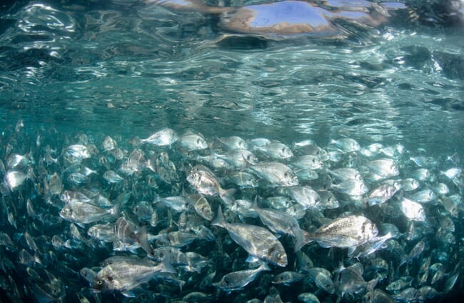 A shoal of fish pictured under the water in a fish pen.