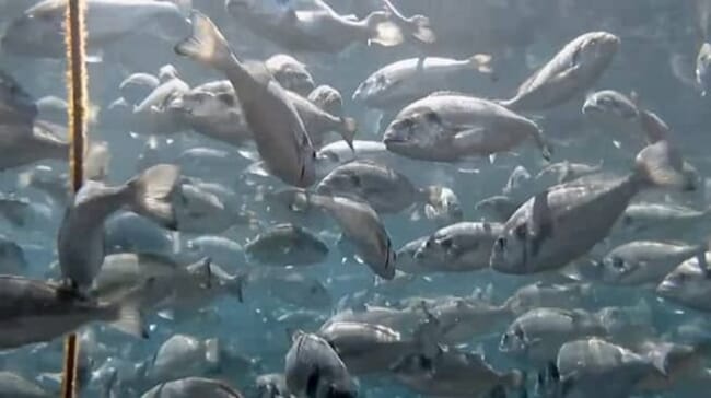 underwater picture of fish in a cage