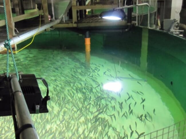 Juvenile tuna swimming in an indoor aquaculture system