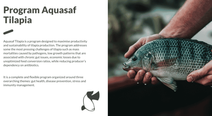 The whole  Program AquaSaf Tilapia is now available for download on the Phileo website
