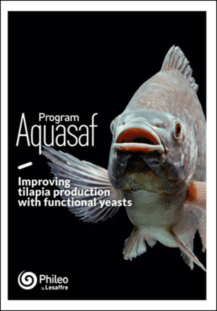 Improving tilapia production with functional yeasts The Fish Site