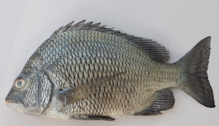 CMFRI hope that closing the cycle of marine finfish such as the picnic sea bream, will allow the country to produce up to 5 million tonnes of fish in the sea each year