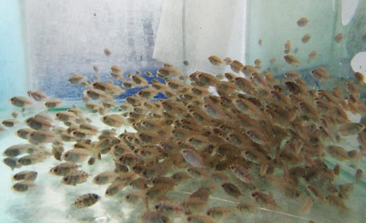 Juvenile rabbitfish at Fins and Leaves' hatchery in the Philippines