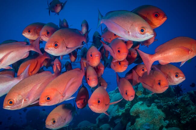 Red snapper shoal
