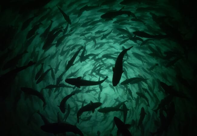 Silhouette of fish in a pen
