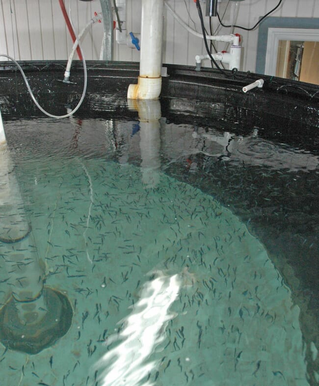 Juvenile fish in a RAS tank