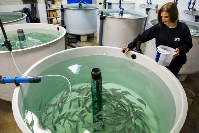 woman feeding seabass parr in a cylindrical tank