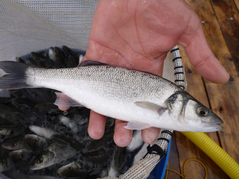 Ethanol waste proves its worth in bass feed The Fish Site