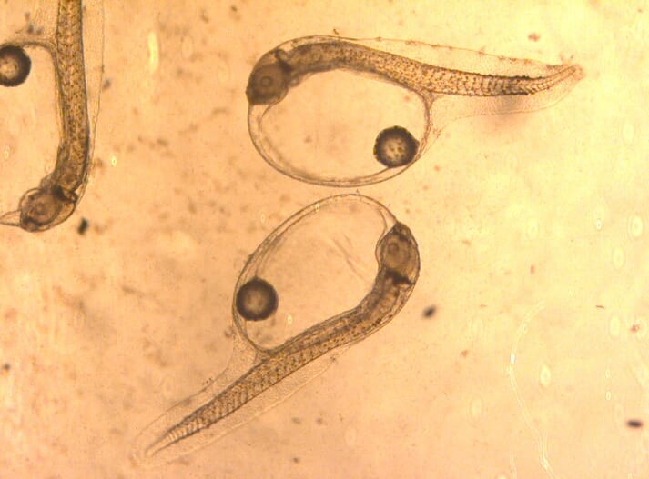 close-up of fish larvae