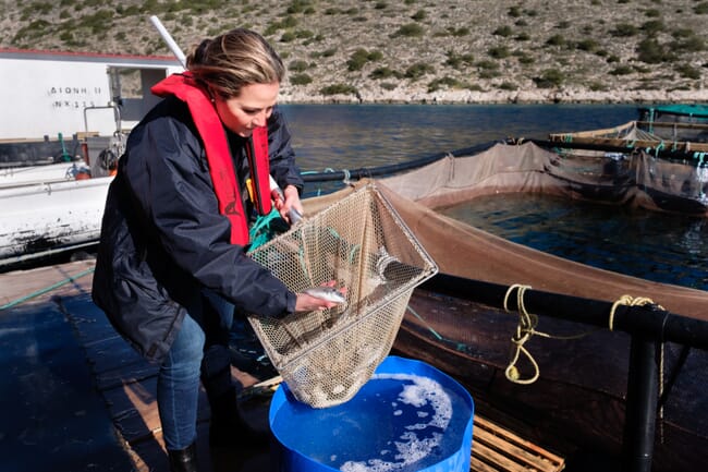 Woman harvesting seabass