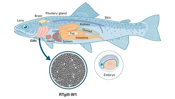A test developed at Eawag based on rainbow trout gill cells (RTgill-W1) was released last year by the OECD as the latest guideline in the field of environmental toxicology.