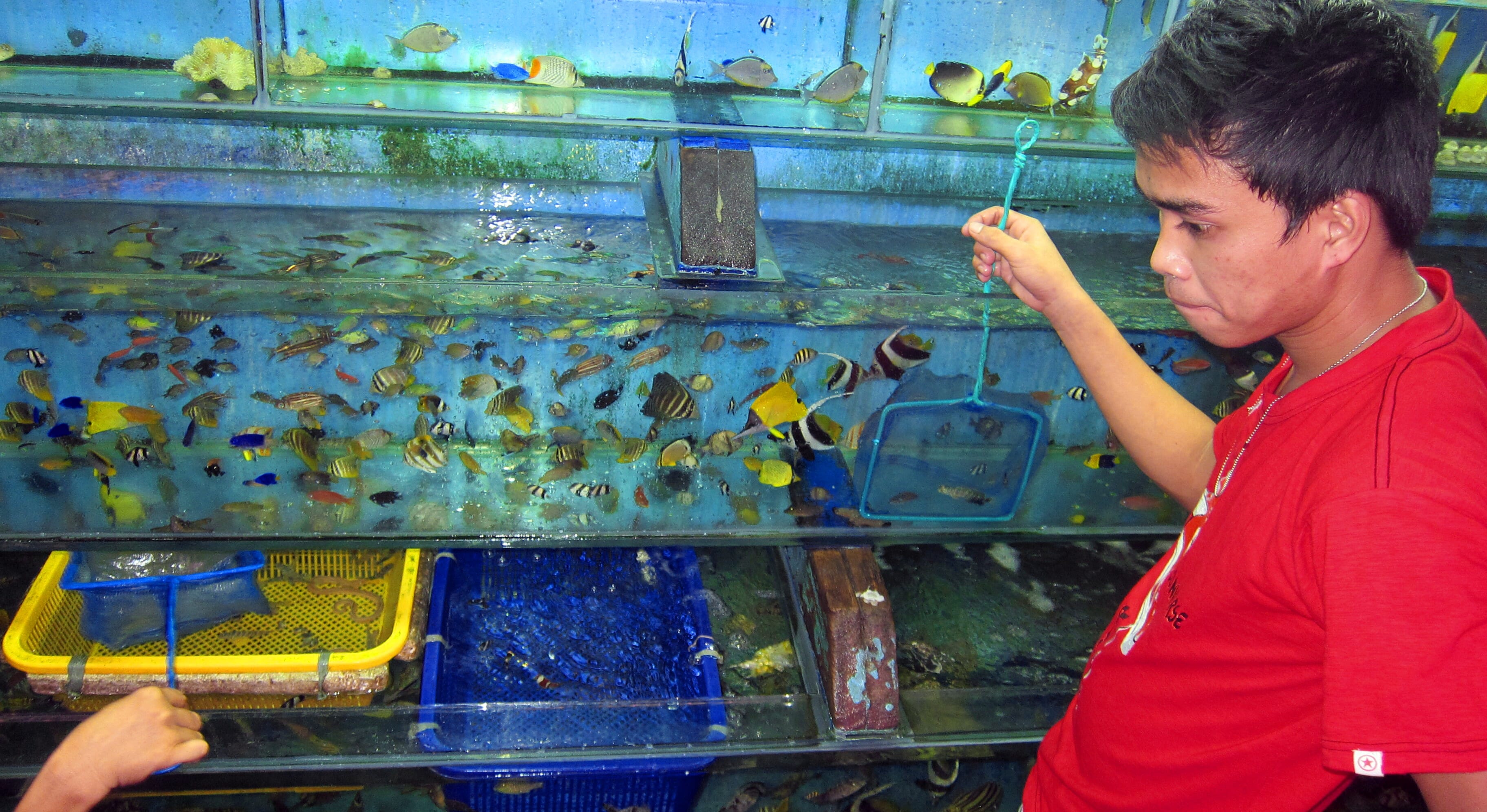 Aquarium for shop sale in cartimar