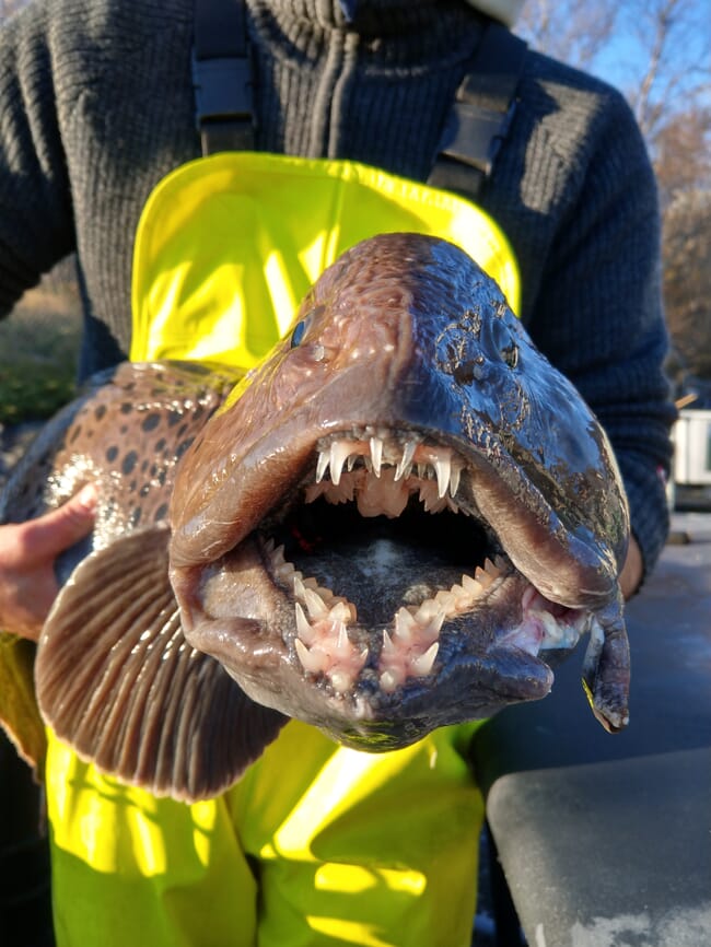 A person holding a large fish with sharp teeth.