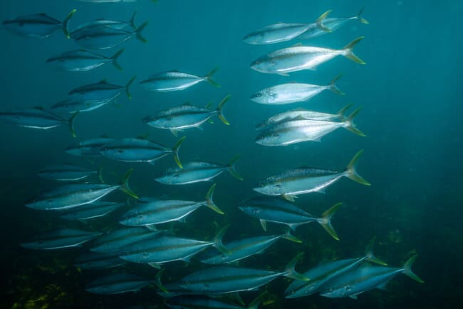 a shoal of kingfish