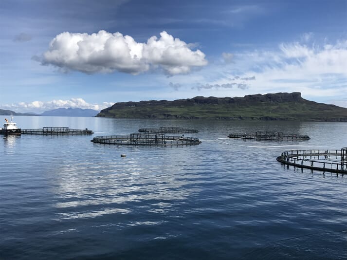 Bumper Year For Marine Harvest Scotland The Fish Site