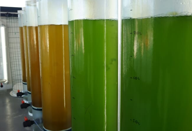 Algae growing in containers in a lab
