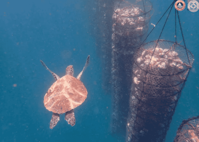 a turtle passing latern nets