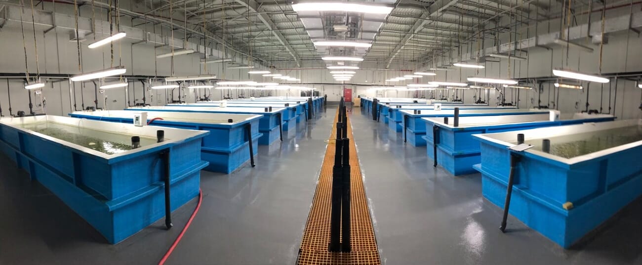 Dubai's aquaculture success story Fish Farms LLC The Fish Site