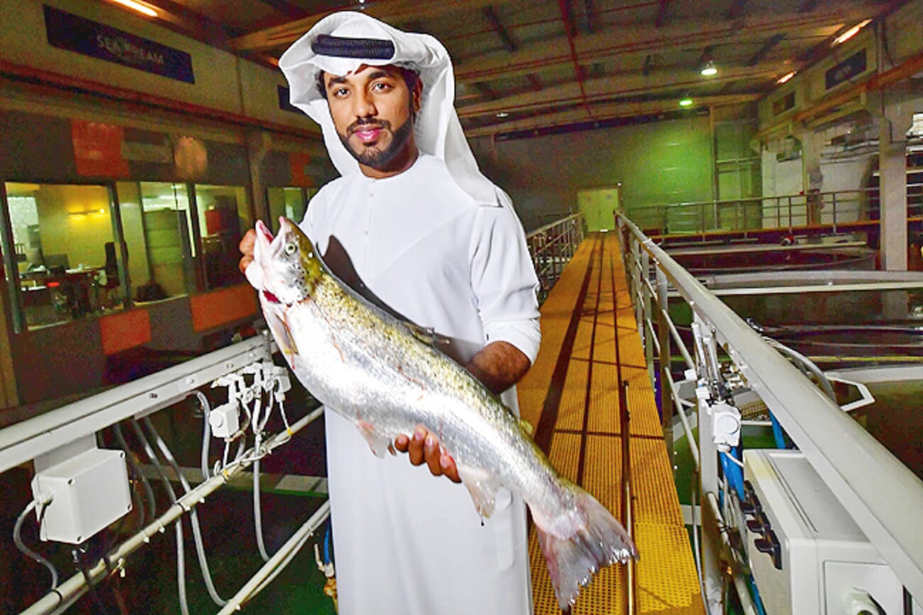 Dubai's aquaculture success story Fish Farms LLC The Fish Site