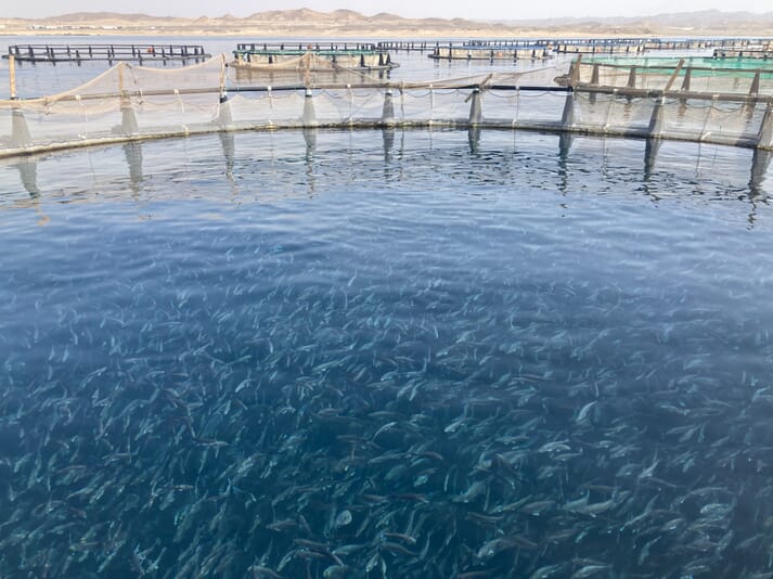 fish pens in the water