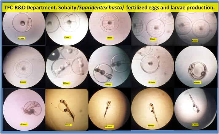 diapositivas que muestran el desarrollo de huevos y larvas