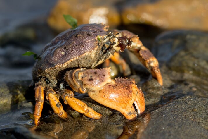Scientists at Boston's Northeastern University have shown that mud crabs can hear.
