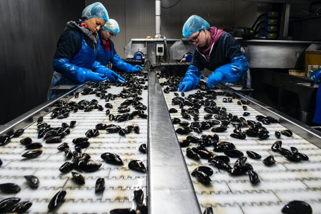 three women in a mussel processing factory